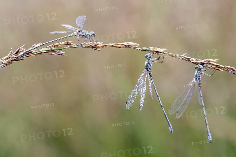 Lestes virens (Lestes virens), Emsland, Lower Saxony, Germany, Europe