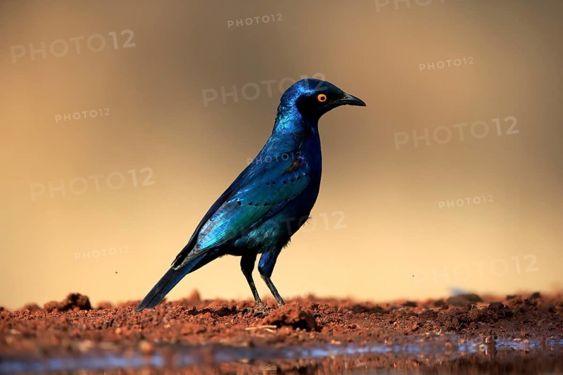 Red-shouldered Glossy Starling (Lamprotornis nitens), adult, at the water, alert, Kruger National Park, Kruger National Park, Kruger National Park South Africa