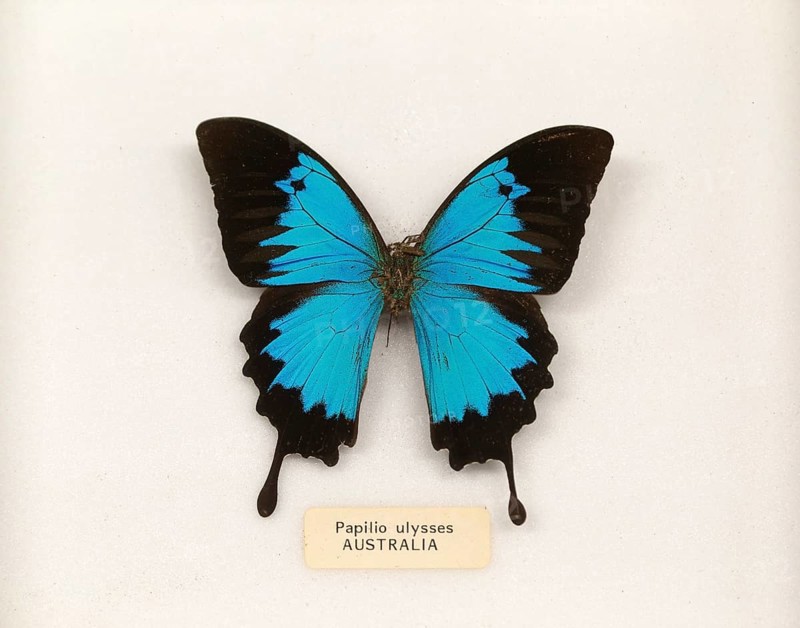 Mounted pinned Papilio Ulysses butterfly from Australia in display case
