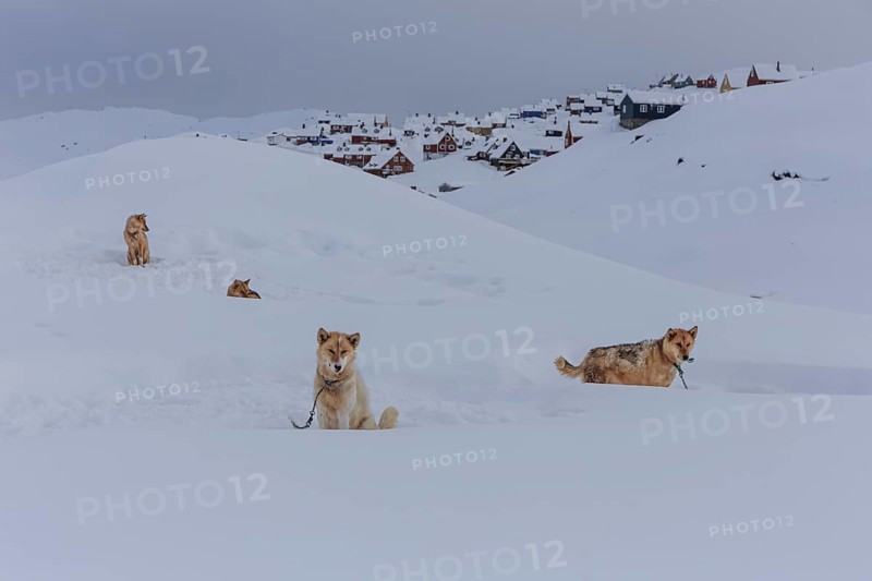Greenland dogs in deep snow in front of Inuit settlement, Husky, Winter, Tasiilaq, East Greenland, Greenland, North America