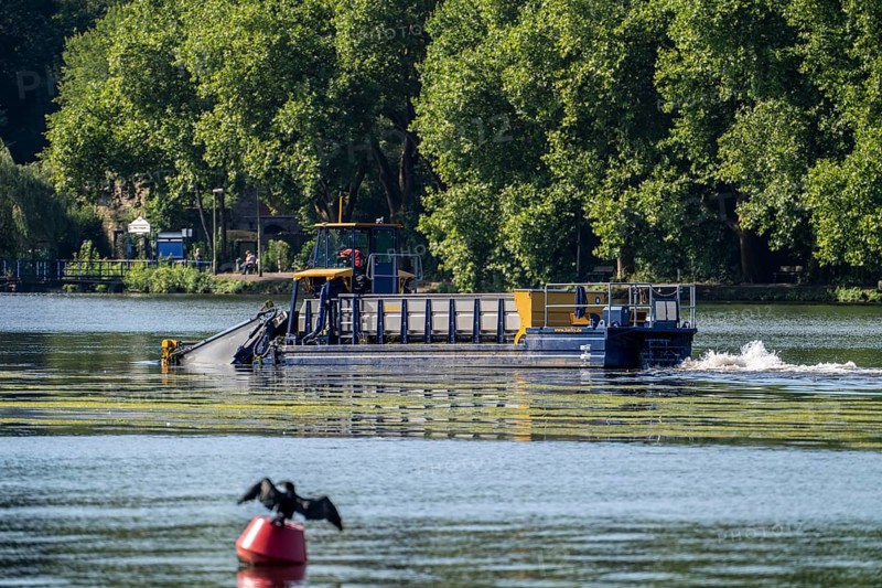 Mowing boat Nimmersatt, of the Ruhrverband, tries to keep the green plant carpet on the Lake Baldeney in Essen, in check, proliferating water plant Elodea, waterweed, an invasive species, the fast-growing water plant proliferates on large parts of the Ruhr reservoir, increased water temperatures accelerate the growth, the leisure boat traffic is severely impaired, Essen, North Rhine-Westphalia, Germany, Europe