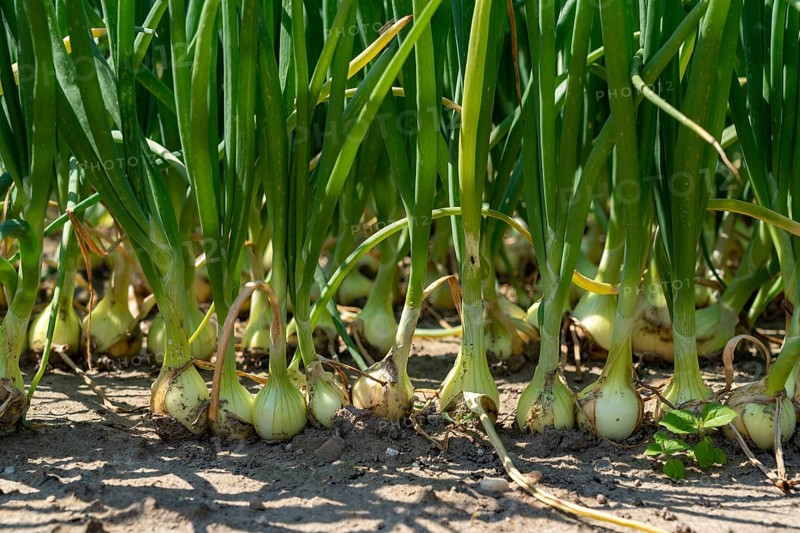 Agriculture, field with onions, Niederkrüchten, North Rhine-Westphalia, Germany, Europe