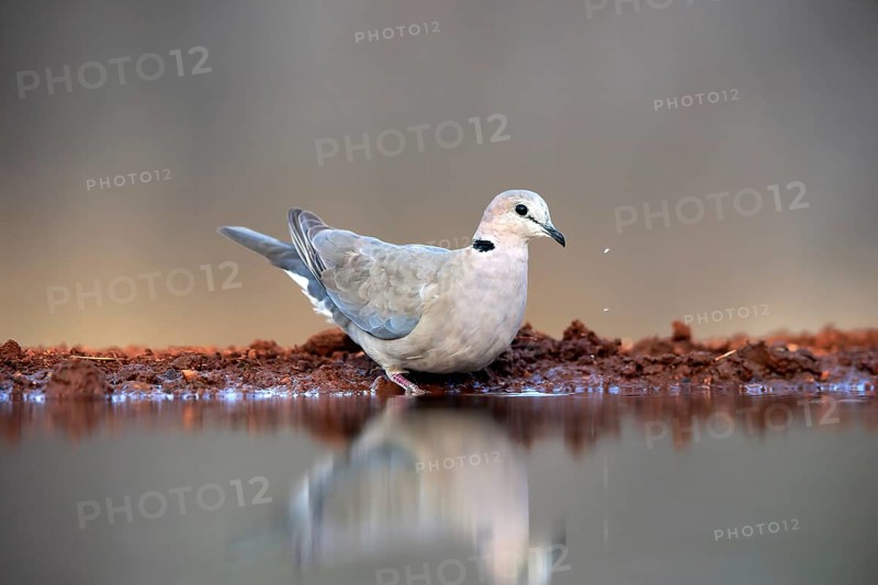 Coot Pigeon (Streptopelia capicola), Cape Pigeon, adult, at the water, Kruger National Park, Kruger National Park, Krugerpark, South Africa, Africa