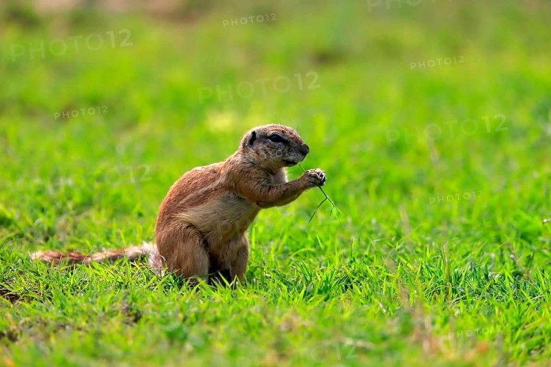 Cape ground squirrel (Xerus inauris), adult, alert, feeding, Mountain Zebra National Park, Eastern Cape, South Africa, Africa