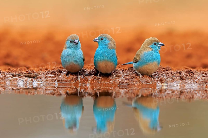 Blue-winged Oriole (Uraeginthus angolensis), Angola Butterfly Finch, adult, three birds, at the water, group, Kruger National Park, Kruger National Park, Krugerpark, South Africa, Africa