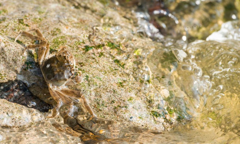Chinese mitten crab (Eriocheir sinensis), invasive species, neozoon, crab, juvenile clings to the bank stabilisation made of concrete, rocks, flowing, agitated, moving water partially washes around it on its migration upstream, rapids, river, water body, barrage of the Elbe in Geesthacht, Lower Saxony, Schleswig-Holstein, Germany, Europe