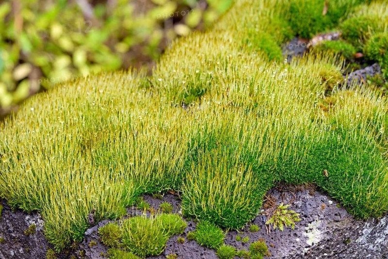 Moss, moss cushion with raindrops growing on a porous stone, close-up, Moselle, Rhineland-Palatinate, Germany, Europe