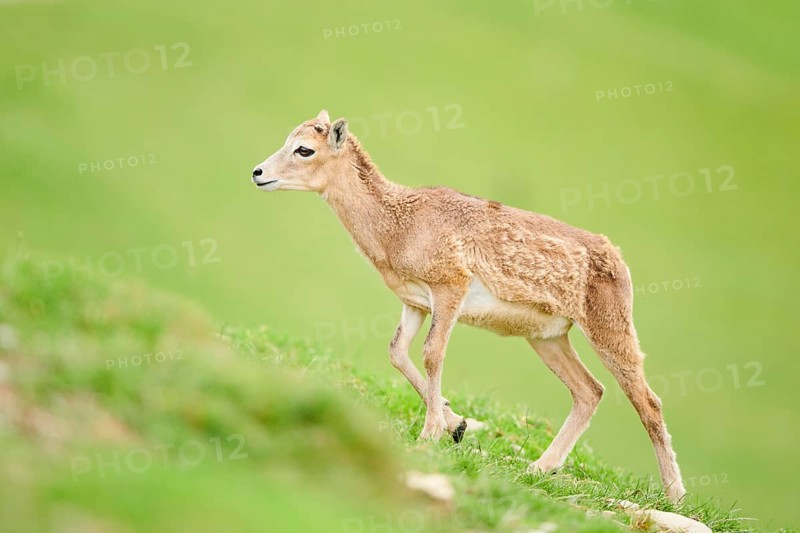 European mouflon (Ovis aries musimon) running walking on a meadow, tirol, Kitzbühel, Wildpark Aurach, Austria, Europe