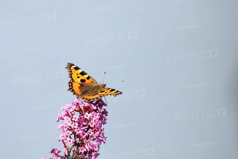 Small tortoiseshell (Aglais urticae), on summer lilac or butterfly-bush (Buddleja davidii), Wilden, North Rhine-Westphalia, Germany, Europe