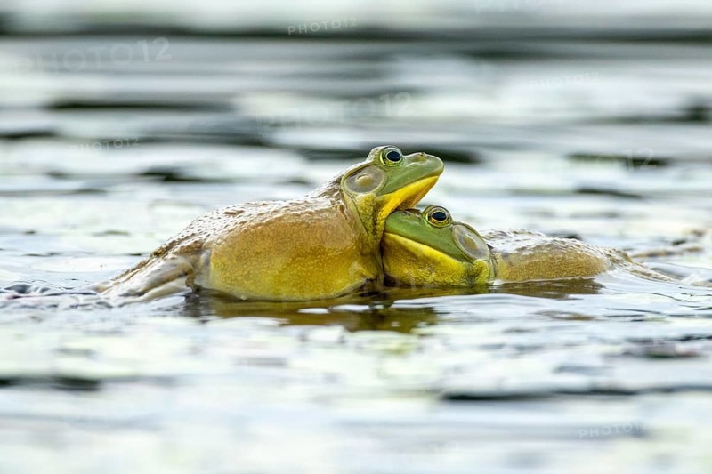 Bull frogs Lithobates catesbeianus. Male bull frogs fighting during the breeding season. La Mauricie national park. Province of Quebec. Canada