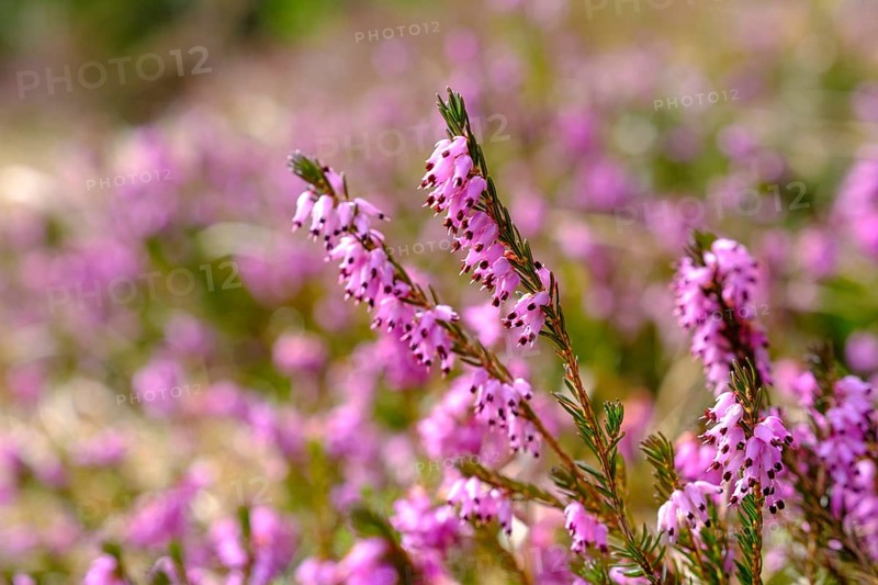 Erica blossom, spring heather, Erica, Kramerplateauweg, Garmisch-Partenkirchen, Werdenfelser Land, Upper Bavaria, Bavaria, Germany, Europe