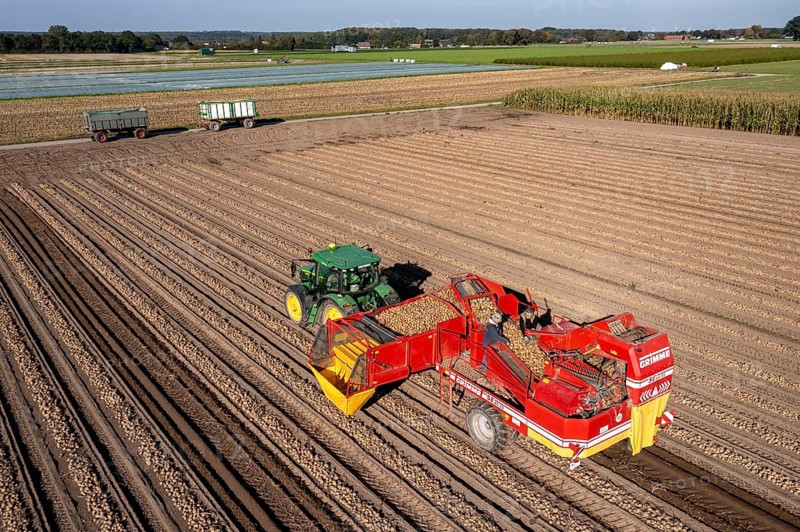 Potato harvesting, so-called split harvesting method, first the tubers are taken out of the ground with a row planter, then, after a short drying phase, collected with a bunker harvester and loaded, North Rhine-Westphalia, Germany, Europe