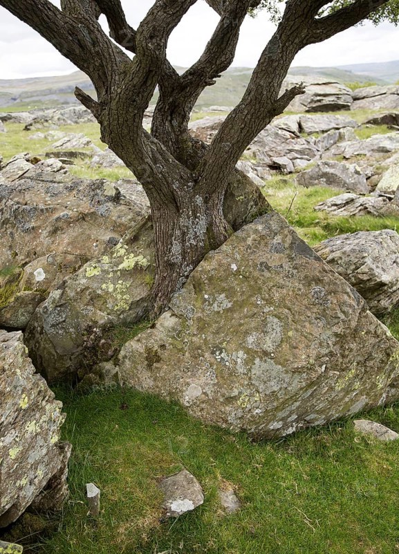 Biotic weathering as growing tree splits rock apart, Austwick, Yorkshire Dales national park, England, UK