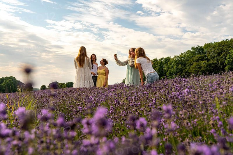 Lavender fields in East Westphalia Lippe, OWL, near the village of Fromhausen, near Detmold, the company Taoasis has been planting organic lavender since 2017 for the production of fragrances, the fields attract many thousands of visitors in summer, North Rhine-Westphalia, Germany, Europe