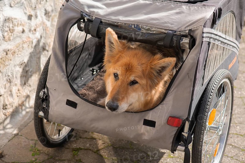 Spanish herding dog, a Pastor Garafiano, looks out of a bicycle trailer, Lower Franconia, Bavaria, Germany, Europe