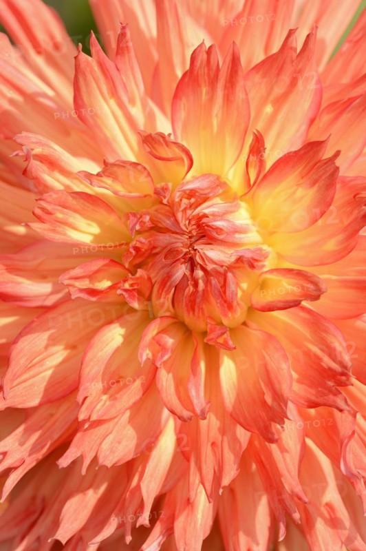 Dahlia 'Snoho Wonder' (Dahlia Hybride), detail of flower, ornamental plant, North Rhine-Westphalia, Germany, Europe