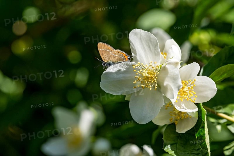 Plum Fritillary (Satyrium pruni) on flower of sweet mock-orange (Philadelphus coronarius), Germany, Europe