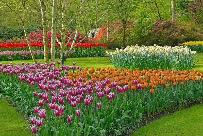 Tulips (Tulipa) and daffodils (Narcissus) at Keukenhof, Lisse, South Holland