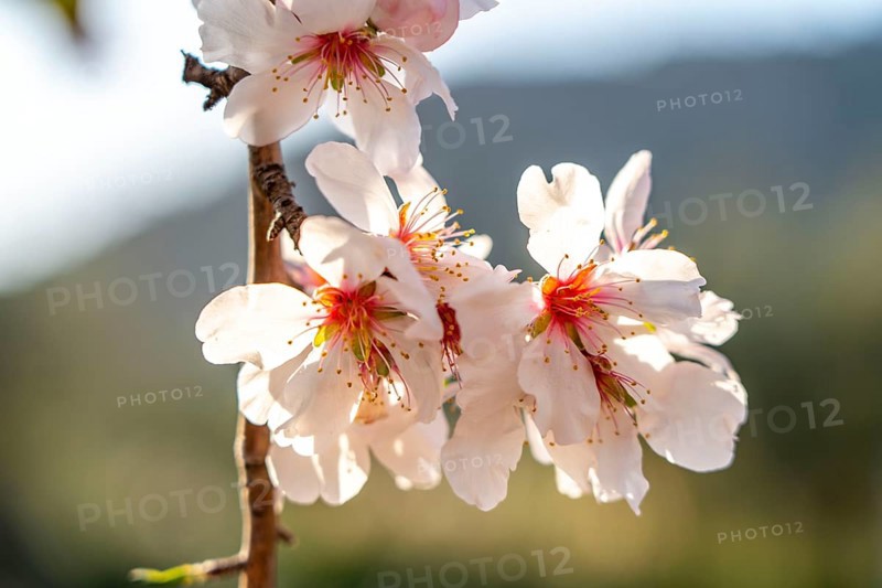 Almond blossom on Majorca, from January to March many hundreds of thousands of almond trees blossom on the Balearic island, near Bunyola, Majorca, Spain, Europe