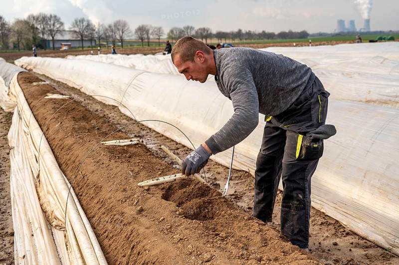 Asparagus harvest in the Rhineland, asparagus pickers at work in an asparagus field covered with plastic sheeting to allow the asparagus to grow better in the cold spring, Dormagen-Broich, North Rhine-Westphalia, Germany, Europe