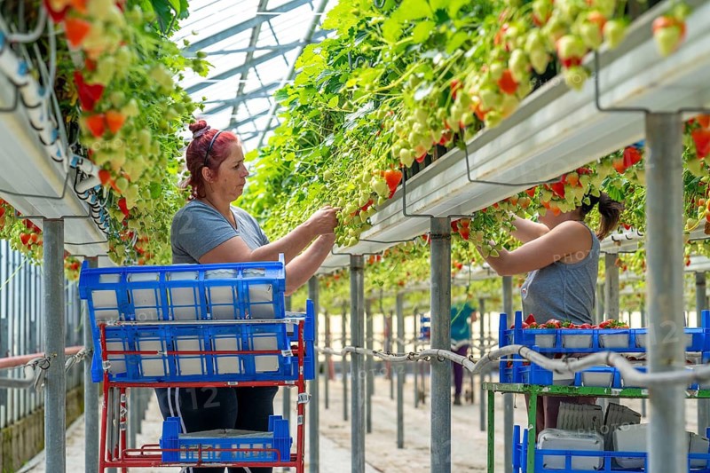 Harvesting strawberries, harvest helper, strawberry cultivation in the greenhouse, young strawberry plants grow up, in different stages of ripeness are watered individually by drip irrigation and supplied with nutrients, they grow in a substrate culture in raised beds, near Dormagen, Rhineland, North Rhine-Westphalia, Germany, Europe