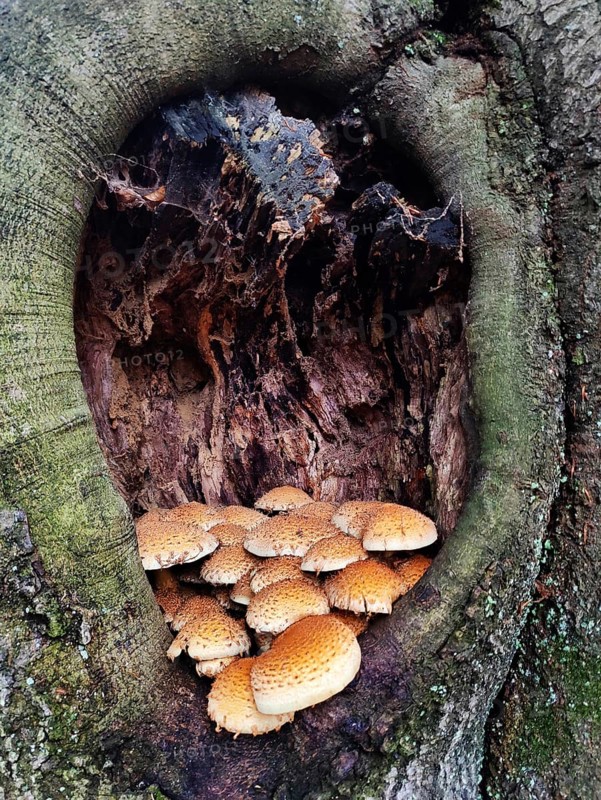 Golden scalycap (Pholiota aurivella) on a beech tree (Fagus sylvatica), Sababurg primeval forest, Reinhardswald district, Hesse, Germany, Europe