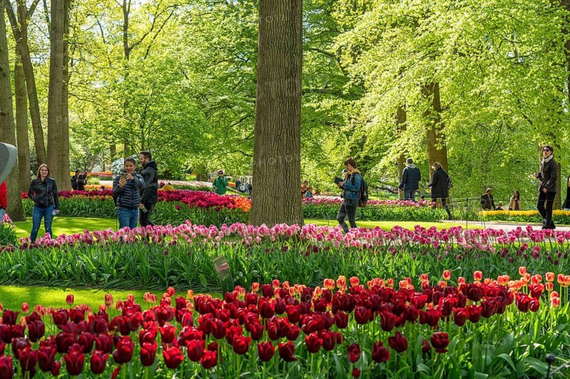 The Keukenhof, gardens, amusement park, spring park, spring flower show, near Lisse, South Holland, Netherlands, tulip, daffodil and hyacinth show with over 7 million flowers, one of the biggest tourist attractions in Holland
