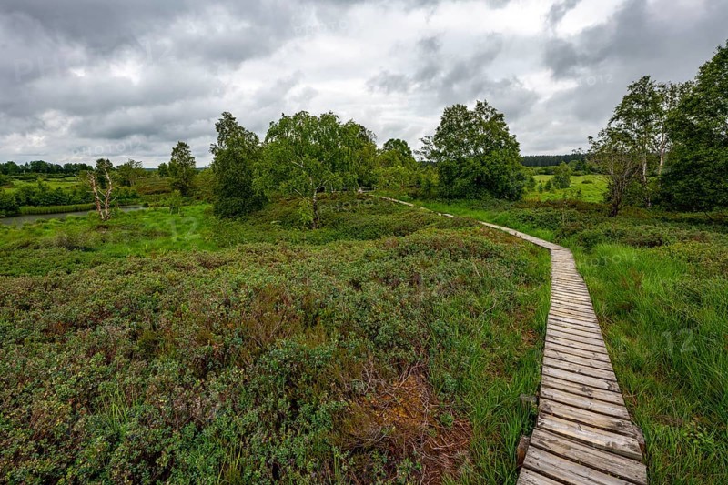 The High Fens, Brackvenn, raised bog, wooden plank hiking trail, in Wallonia, Belgium, on the border with Germany, Europe