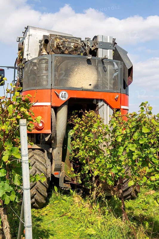 Harvest of Sankt Laurent red wine grapes in the Palatinate