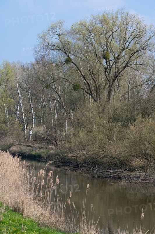 Alluvial forest, softwood floodplain on the Aller, in spring, Lower Saxony, Germany, Europe