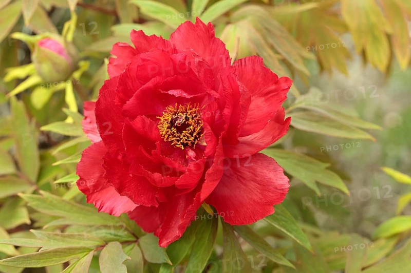 Peony (Paeonia Hybride), blooming, flower, Elllerstadt, Germany, Europe