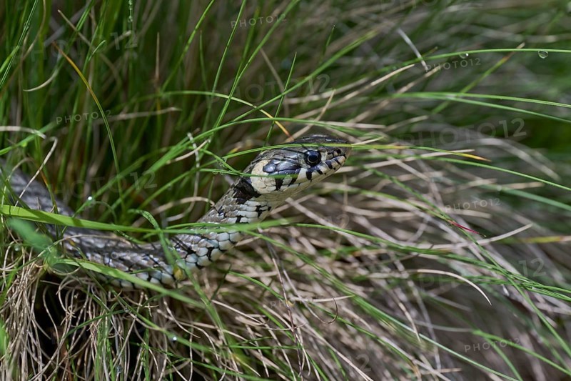 Grass snake (Natrix natrix), Bavaria, Germany, Europe