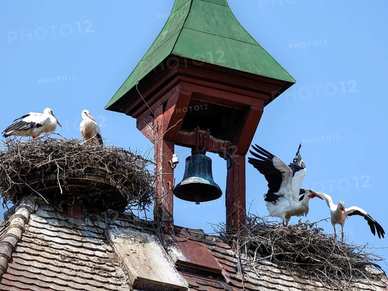 Storks in a nest on the stork tower in Zelt am Hammersbach. The stork tower is the town's landmark, 22 05 2023