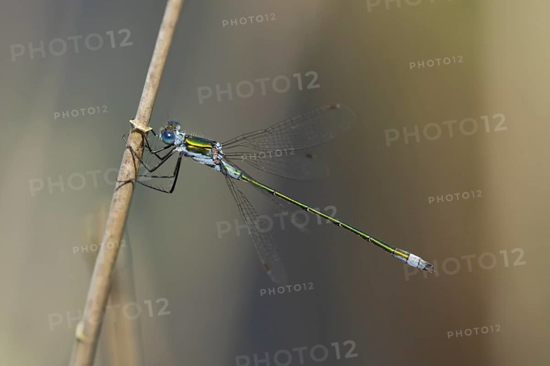 Emerald damselfly (Lestes sponsa) adult male insect resting on a plant stem, Suffolk, England, United Kingdom, Europe