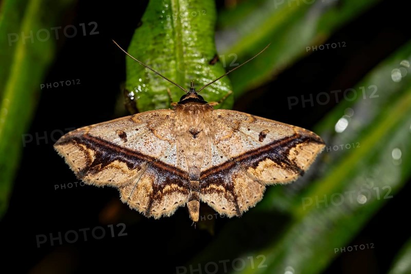 Patterned brown moth, sitting on a leaf, at night in the tropical rainforest, Refugio Nacional de Vida Silvestre Mixto Bosque Alegre, Alajuela province, Costa Rica, Central America