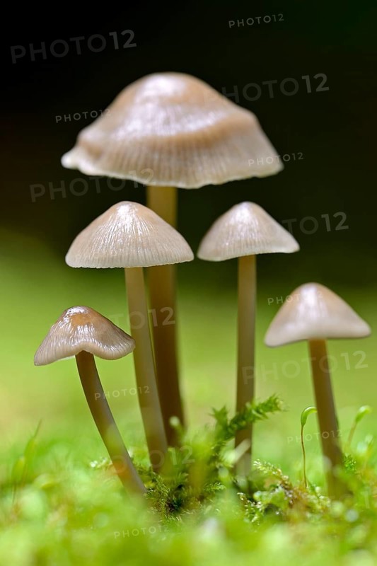 Bonnets (Mycena) in moss, fruiting body, Arnsberg Forest nature park Park, North Rhine-Westphalia, Germany, Europe