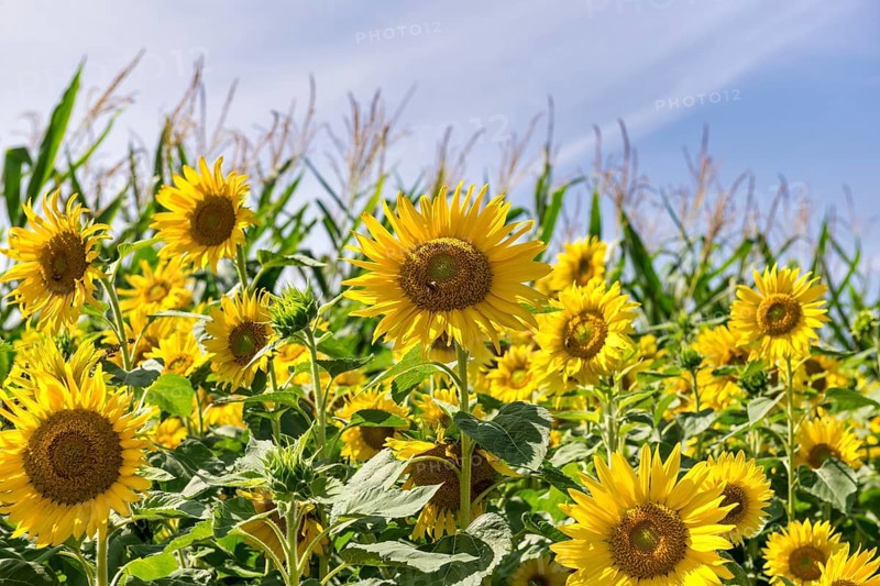 Sunflowers (Helianthus annuus) as a flowering strip on a maize field, Baden-Württemberg, Germany, Europe