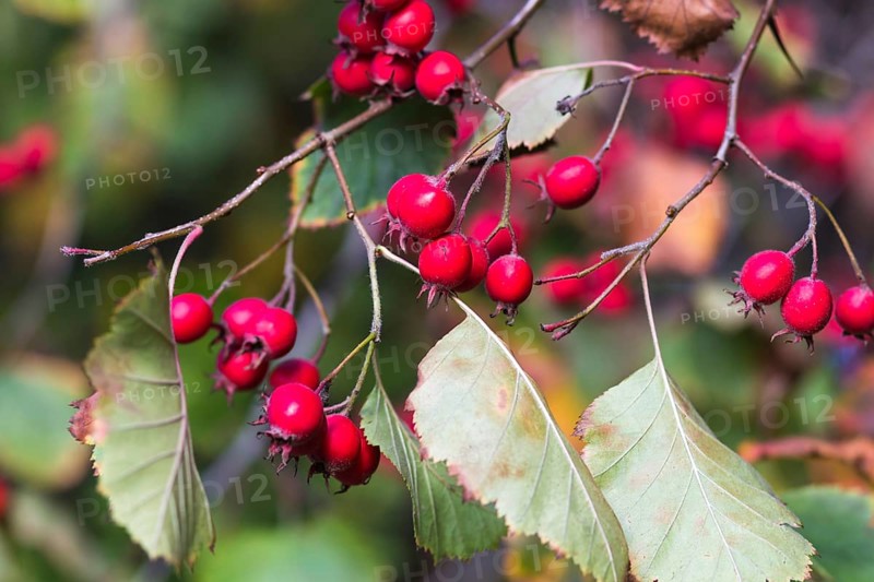 Bright red hawthorn berries in the botanical garden