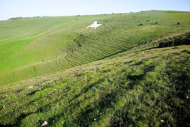 White horse figure carved in chalk scarp slope at Alton Barnes, Wiltshire, England, United Kingdom, Europe