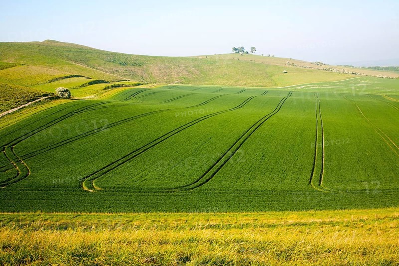 Chalk and clay landscape Cherhill, Wiltshire, England, UK, vehicle patterns in crops at foot of chalk scarp slope