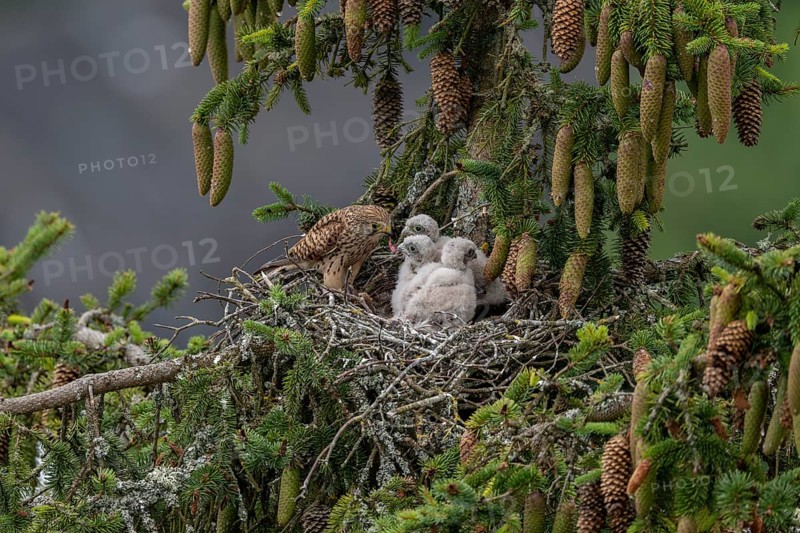 Common kestrel (Falco tinnunculus), female adult bird feeding young birds not yet ready to fly in the nest, Rhineland-Palatinate, Germany, Europe