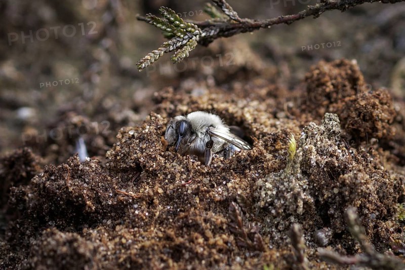 A willow sand bee in the Hohe Ward nature reserve in Münster, 08/04/2024