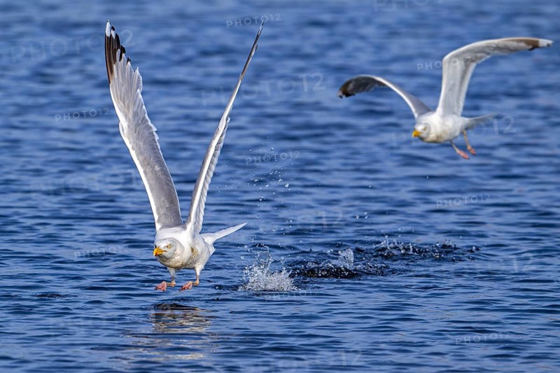 European herring gull (Larus argentatus) adult seagull taking off from sea water surface along the North Sea coast in summer