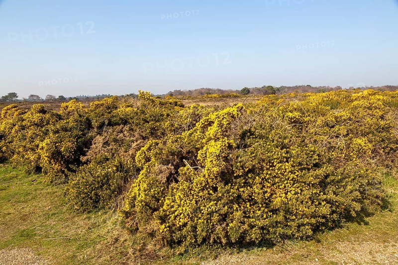 Yellow blossom, Common Gorse, Furze (Ulex europaeus), Dunwich Heath, Suffolk, England, UK