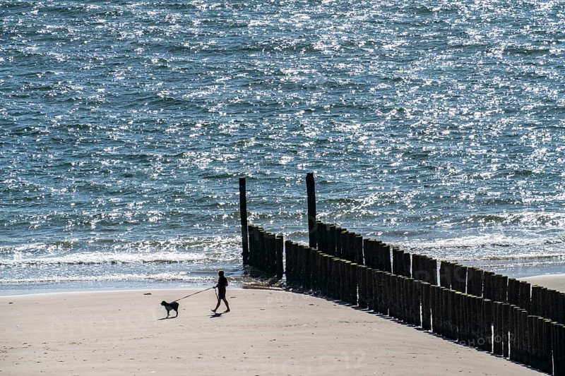 Walker with dog, on the beach near Zoutelande, breakwater, province Zeeland, peninsula Walcheren, Netherlands