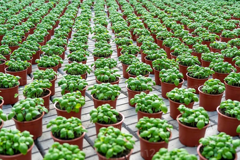 Agriculture, herb gardening, basil plants in pots, in various stages of growth, in a greenhouse