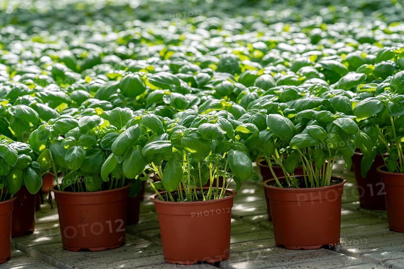 Agriculture, herb gardening, basil plants in pots, in a greenhouse