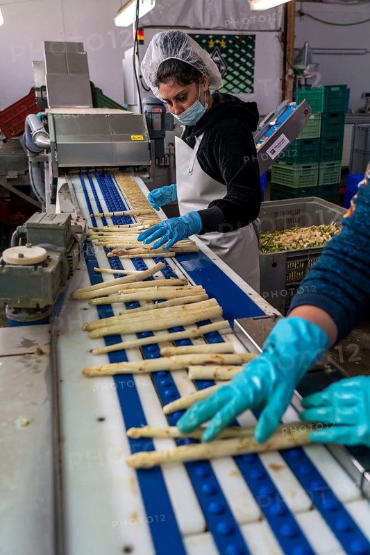 Asparagus farm, white asparagus is washed, cut and sorted by quality after harvesting, near Dormagen, Rhineland, North Rhine-Westphalia, Germany, Europe