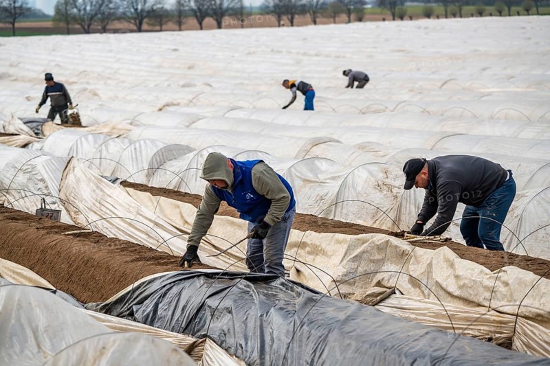 Asparagus harvest in the Rhineland, asparagus pickers at work in an asparagus field covered with plastic sheeting to allow the asparagus to grow better in the cold spring, Dormagen-Broich, North Rhine-Westphalia, Germany, Europe