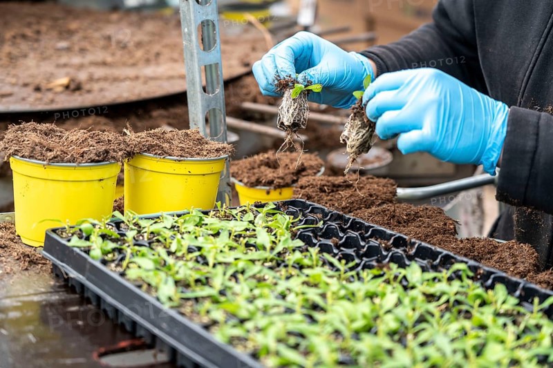 Horticultural business, greenhouse, young plants are potted, the potting soil is filled into the flower pots with a potting machine, employees place the young plants, balcony plants, ornamental plants, into the pots, they are then placed in beds to grow there, Straelen, North Rhine-Westphalia, Germany, Europe
